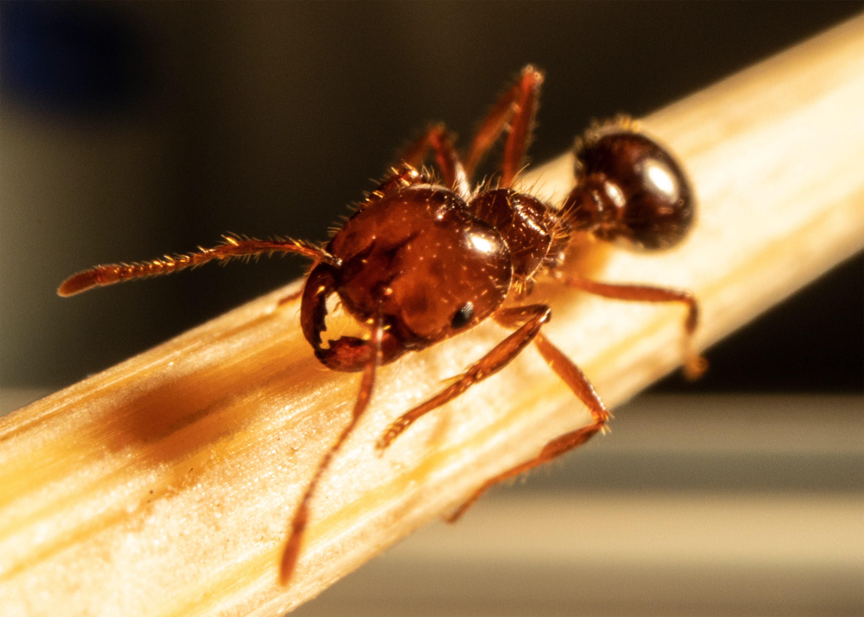 Close-up of fire ants on a mound