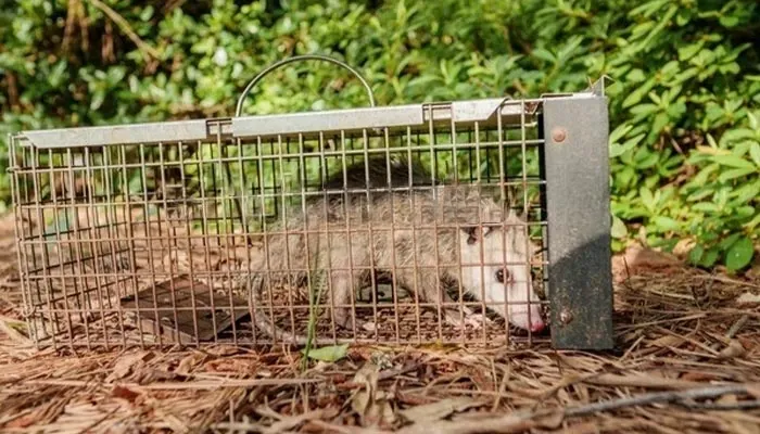 Licensed possum removal in Australia