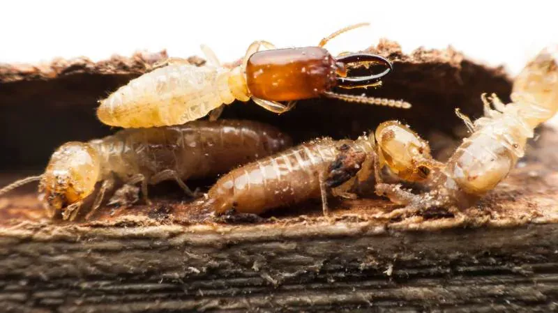 Comprehensive Termite Control